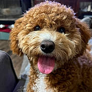 Layla is registered to the contest to win money with this photo: dog, puppy, curly_fur, tongue_out, brown_fur, white_fur, close_up, pet, indoor, living_room, canine, cute, furry, animal, companion, tongue, face, ears, happy, sitting