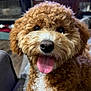dog, puppy, curly_fur, tongue_out, brown_fur, white_fur, close_up, pet, indoor, living_room, canine, cute, furry, animal, companion, tongue, face, ears, happy, sitting