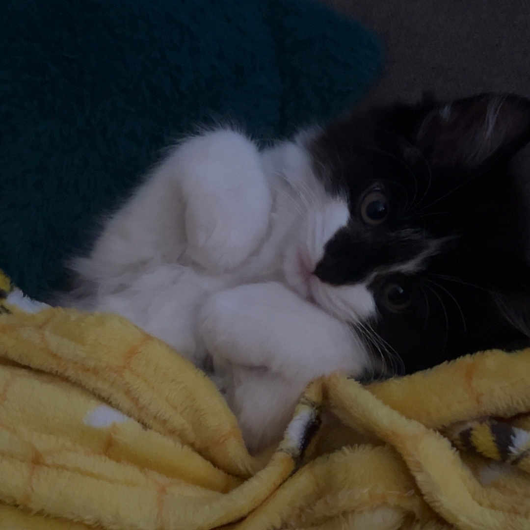 Penelope is registered to the contest to win money with this photo: animal, bee_pattern, black_and_white, blanket, cat, comfort, cozy, cute, domestic, fur, indoor, kitten, pet, resting, sleepy, small, soft, whiskers, yellow_blanket, young