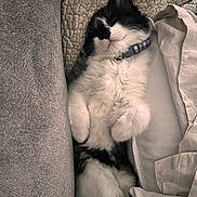 Penelope is registered to the contest to win money with this photo: black_and_white, blanket, cat, collar, comfortable, cozy, cushion, cute, domestic, feline, fluffy, fur, indoor, nap, pet, relaxed, resting, sleeping, soft, whiskers