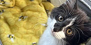 Penelope is registered to the contest to win money with this photo: animal, bee_pattern, black_and_white, blanket, cat, close_up, cozy, curious, cute, feline, fur, indoor, kitten, pet_carrier, resting, soft, transport, whiskers, yellow, young_cat
