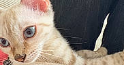 Sky a rejoint le concours — aidez-le/la à gagner de superbes lots ! animal, blue_eyes, cat, close_up, cozy, cream_fur, ears, feline, human_clothing, indoor, kitten, lap, lying_down, paw, pet, portrait, sitting, sofa, soft_fur, whiskers