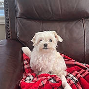 Bubbles is registered to the contest to win money with this photo: dog, white_dog, fluffy, pet, chair, leather_chair, blanket, red_blanket, plaid, indoor, window, cozy, small_dog, cute, animal, fur, relaxing, one_ear_flopped, looking, comfort