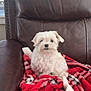 dog, white_dog, fluffy, pet, chair, leather_chair, blanket, red_blanket, plaid, indoor, window, cozy, small_dog, cute, animal, fur, relaxing, one_ear_flopped, looking, comfort