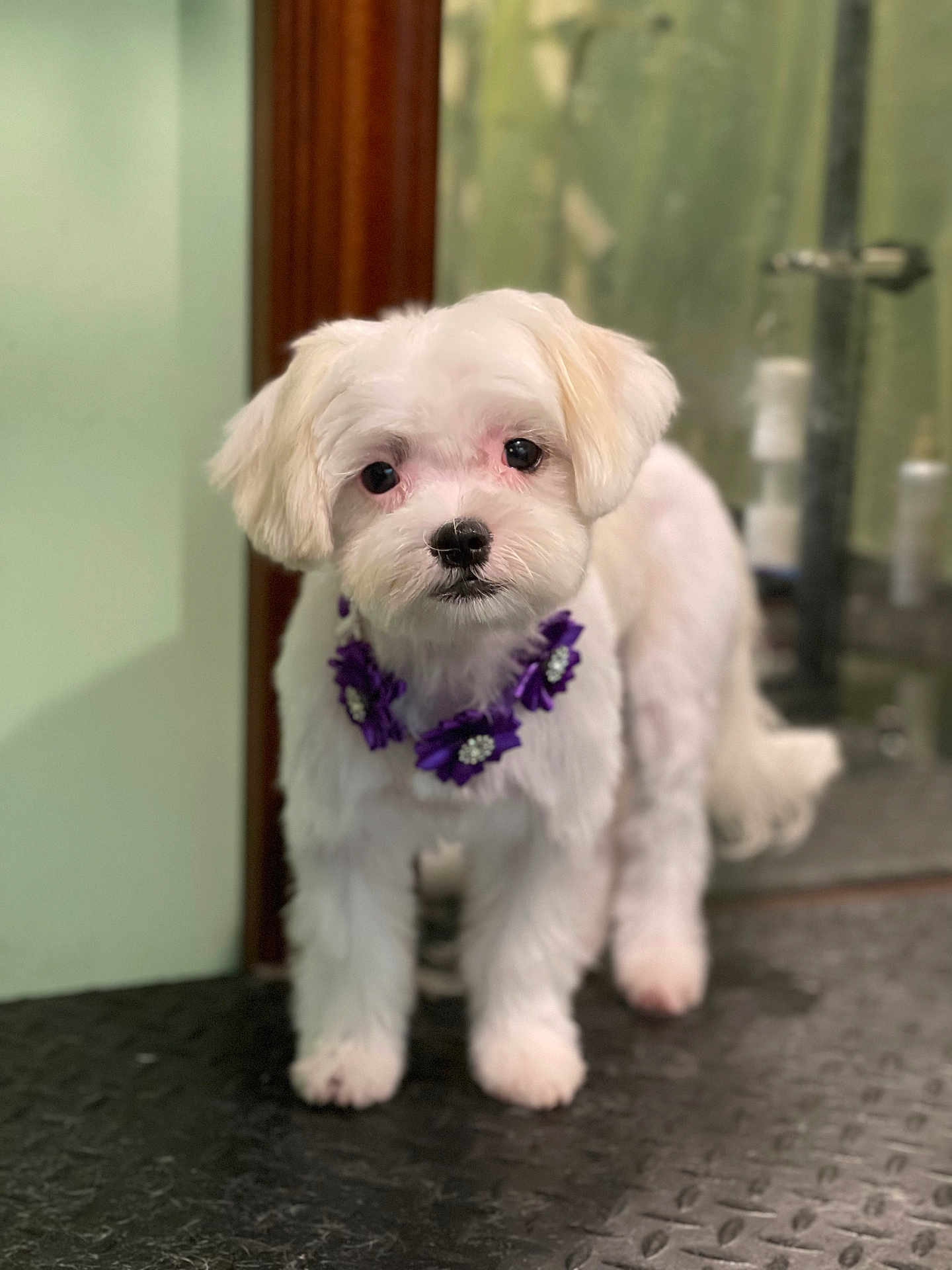Bubbles is registered to the contest to win money with this photo: puppy, dog, white_fur, flower_necklace, pet, indoor, floor, curious, cute, small_dog, portrait, animal, furry, looking_at_camera, domestic_animal, standing, soft_light, closeup, young_dog, companion