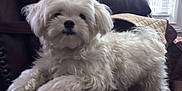Bubbles joined the competition — help win amazing prizes! dog, white_dog, fluffy, indoor, quilted_blanket, leather_chair, window, blinds, natural_light, pet, animal, relaxed, cozy, fur, small_dog, companion, home, resting, cute, domestic