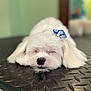 Bubbles is registered to the contest to win money with this photo: dog, white, bow, sleeping, cute, fluffy, nose, fur, pet, animal, resting, closeup, table, indoor, calm, adorable, small_dog, soft, face, relaxing