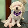 Bubbles is registered to the contest to win money with this photo: puppy, dog, white_dog, fluffy, sitting, mirror, purple_flower_necklace, pet, indoor, cute, small_dog, fur, animal, adorable, calm, reflection, closeup, face, paw, domestic_animal