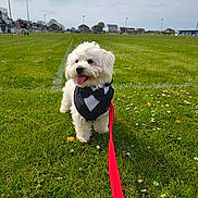 Dog joined the competition — help win amazing prizes! animal, bandana, cute, dog, field, fluffy, grass, greenery, happy, leash, outdoor, park, pet, recreation, sky, small_dog, sunny, tongue_out, tuxedo, white_dog
