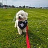 animal, bandana, cute, dog, field, fluffy, grass, greenery, happy, leash, outdoor, park, pet, recreation, sky, small_dog, sunny, tongue_out, tuxedo, white_dog