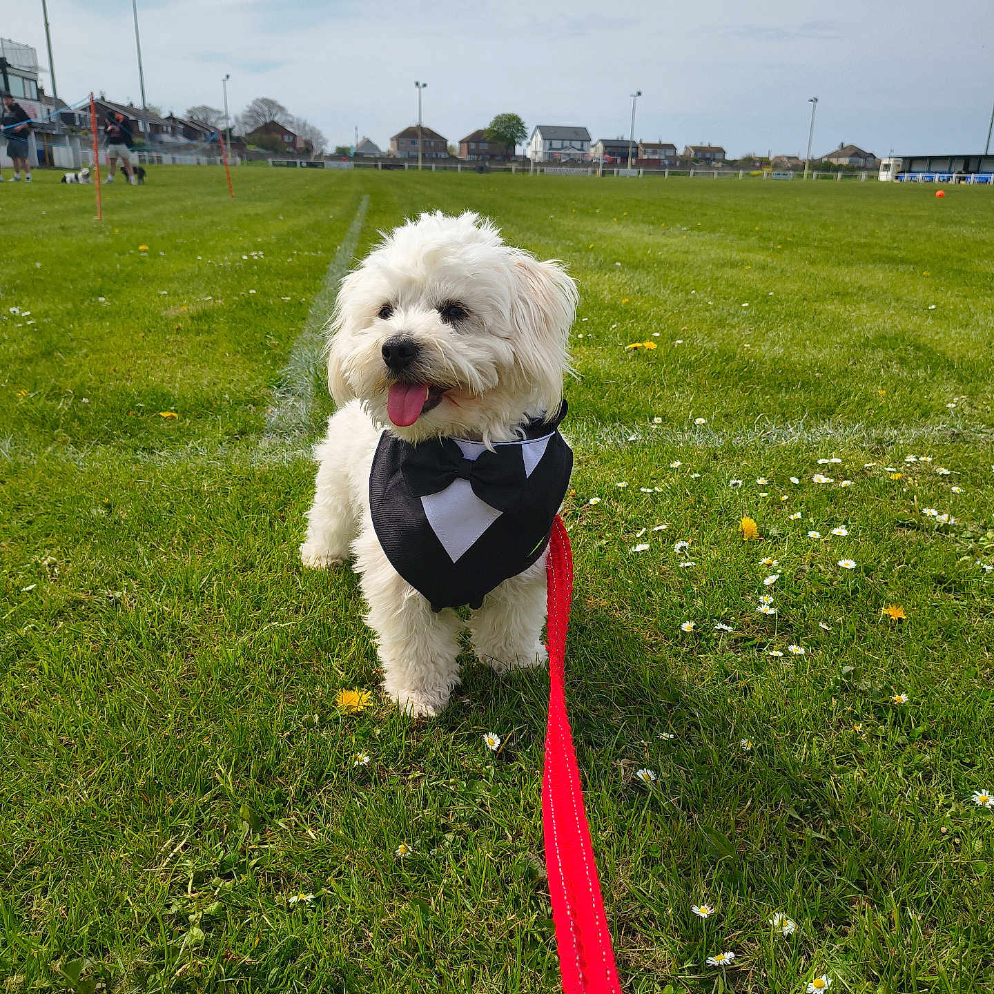 Dog