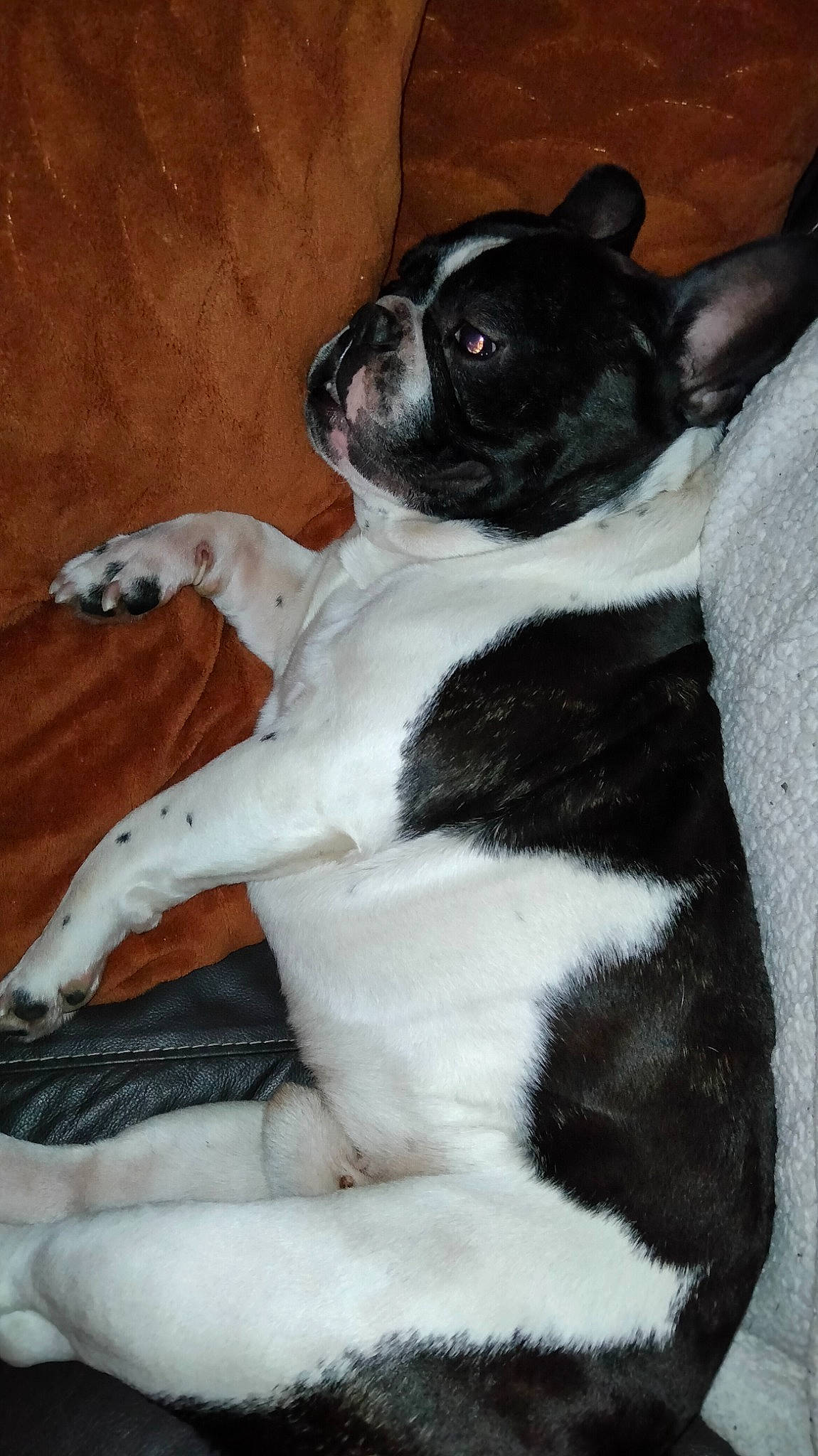 Marcus participe au concours pour gagner de l'argent avec cette photo : boston_terrier, canidae, carnivore, comfort, companion_dog, dog, dog_breed, ear, fawn, fur, mammal, non_sporting_group, paw, puppy, snout, sporting_group, tail, toy_dog, whiskers, working_animal