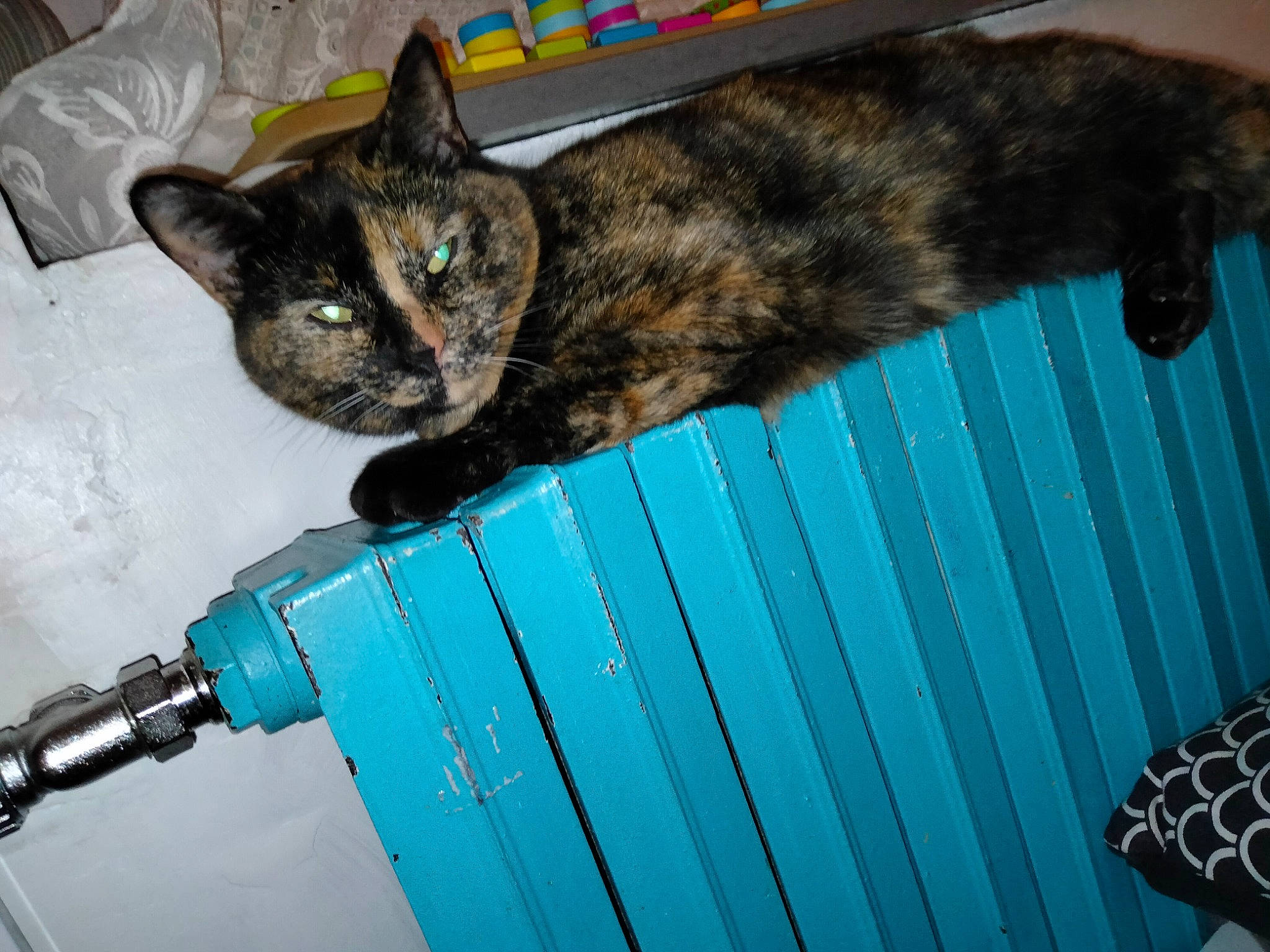 Macha a rejoint le concours — aidez-le/la à gagner de superbes lots ! bag, black_cat, blue, carnivore, cat, comfort, domestic_short_haired_cat, electric_blue, felidae, fur, insect, pattern, photograph, photography, room, small_to_medium_sized_cats, tail, terrestrial_animal, whiskers