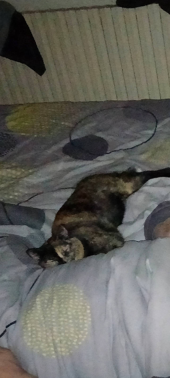 Macha participe au concours pour gagner de l'argent avec cette photo : carnivore, cat, claw, comfort, dog_breed, domestic_short_haired_cat, fawn, felidae, floor, flooring, fur, hardwood, liver, nap, paw, small_to_medium_sized_cats, sporting_group, tail, terrestrial_animal, whiskers