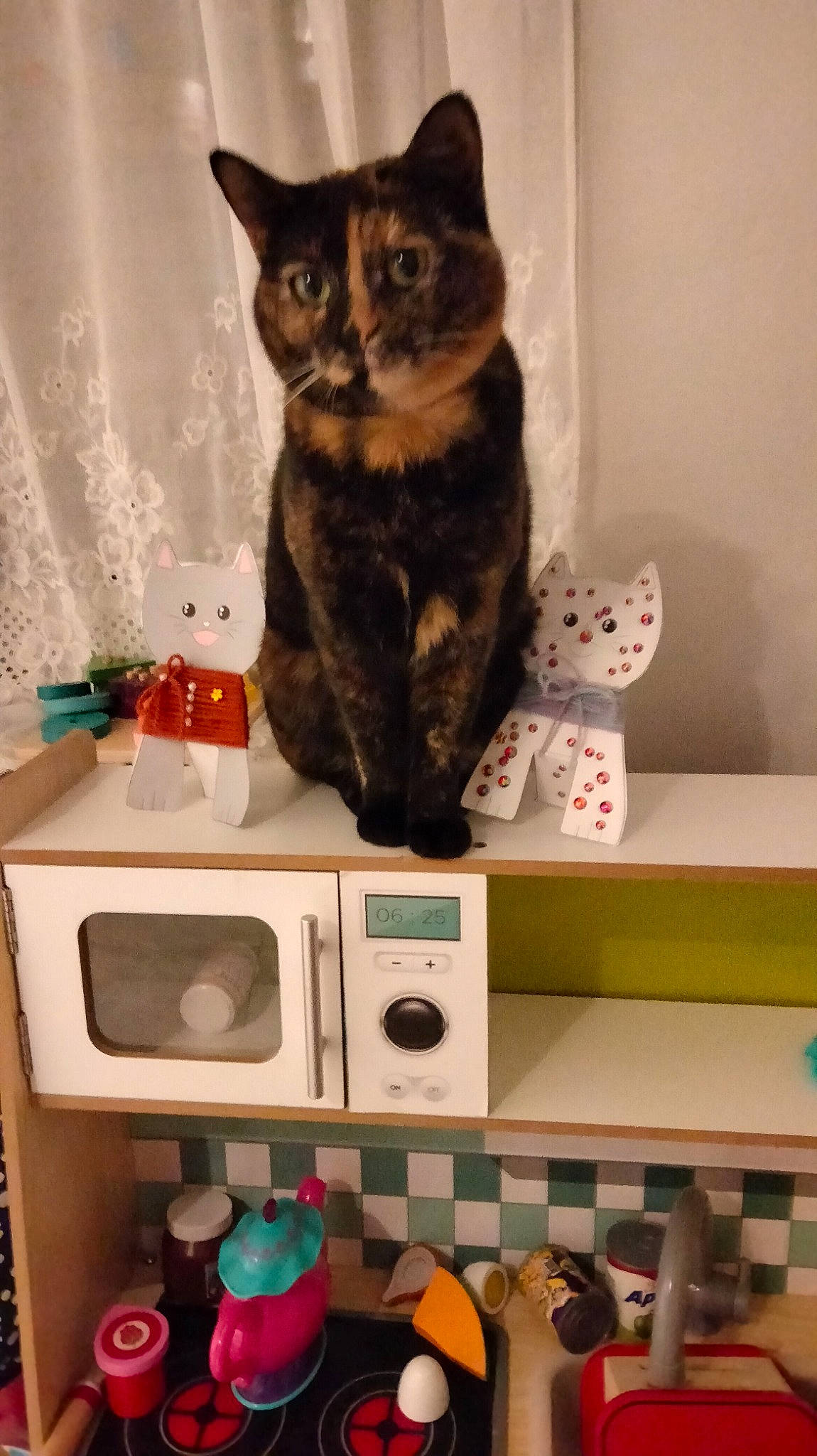 Macha participe au concours pour gagner de l'argent avec cette photo : carnivore, cat, cat_supply, clothes_dryer, domestic_short_haired_cat, felidae, home_appliance, household_supply, interior_design, kitchen_appliance, laundry_room, major_appliance, pet_supply, plastic, room, shelf, shelving, small_to_medium_sized_cats, tail, whiskers