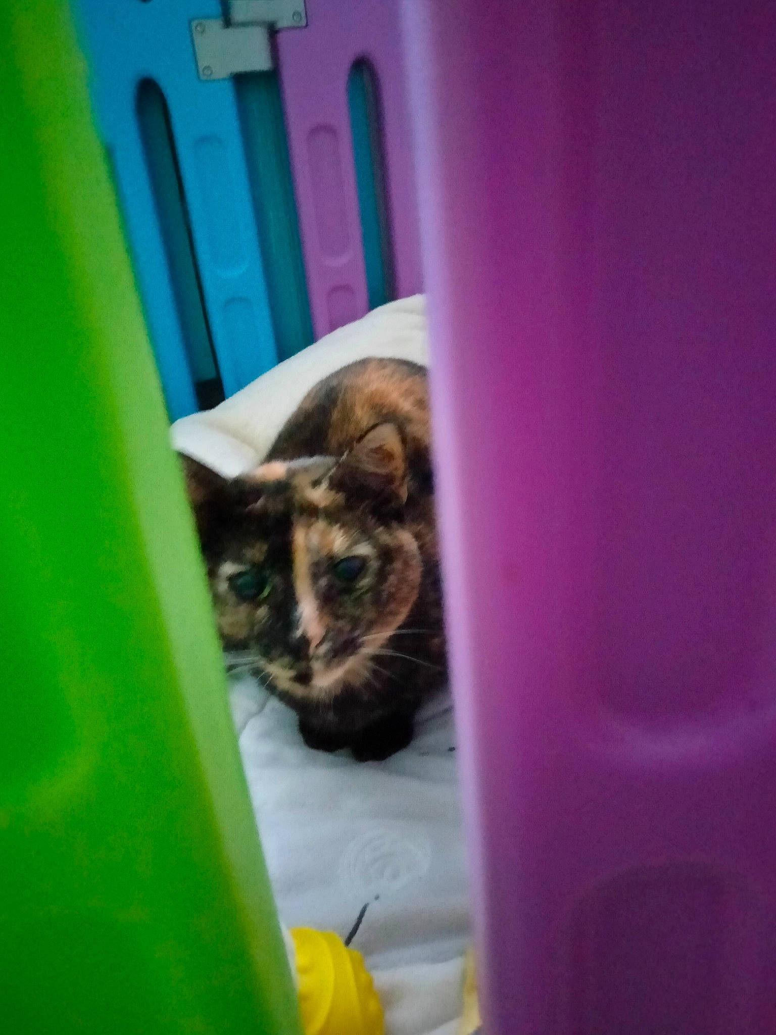 Macha participe au concours pour gagner de l'argent avec cette photo : bat, canidae, carnivore, cat, cat_supply, dog_breed, domestic_short_haired_cat, fawn, felidae, fur, green, magenta, pet_supply, purple, room, small_to_medium_sized_cats, snout, tail, whiskers, wildlife