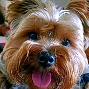 Brodey joined the competition — help win amazing prizes! animal, black_nose, canine, close_up, companion, cute, dog, domestic_animal, ears, face, fluffy_fur, friendly, furry, happy, indoor, pet, playful, portrait, small_dog, tongue_out