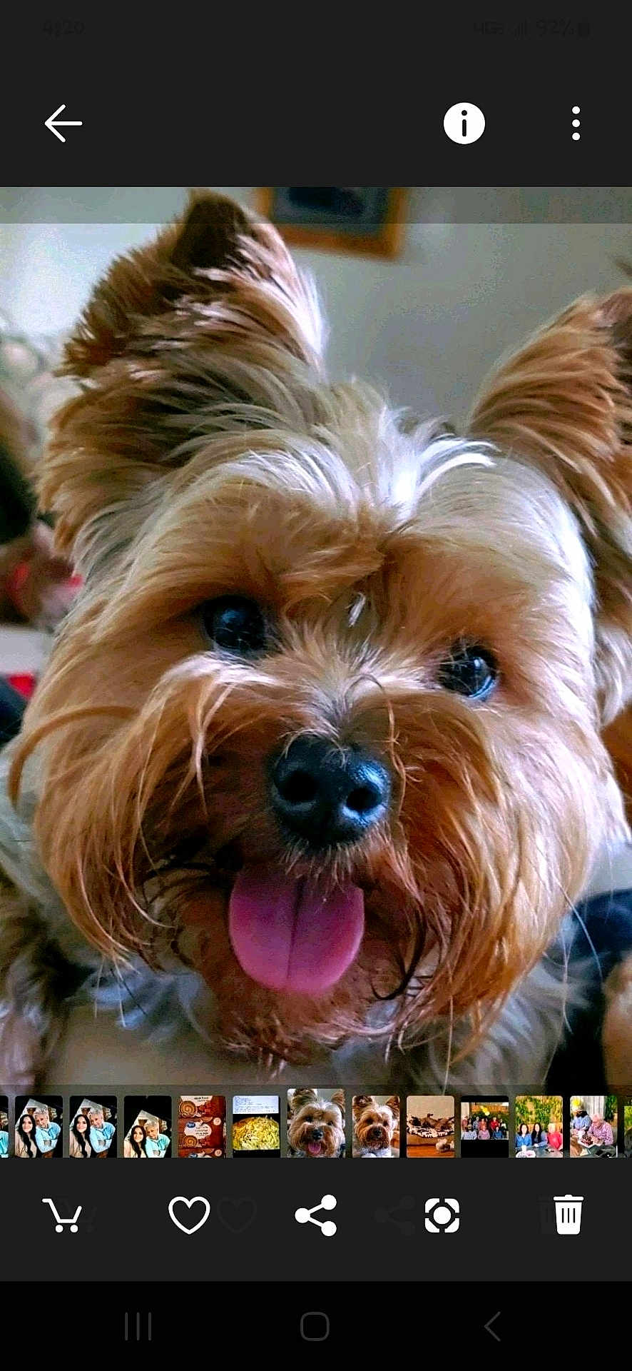 Brodey joined the competition — help win amazing prizes! animal, black_nose, canine, close_up, companion, cute, dog, domestic_animal, ears, face, fluffy_fur, friendly, furry, happy, indoor, pet, playful, portrait, small_dog, tongue_out