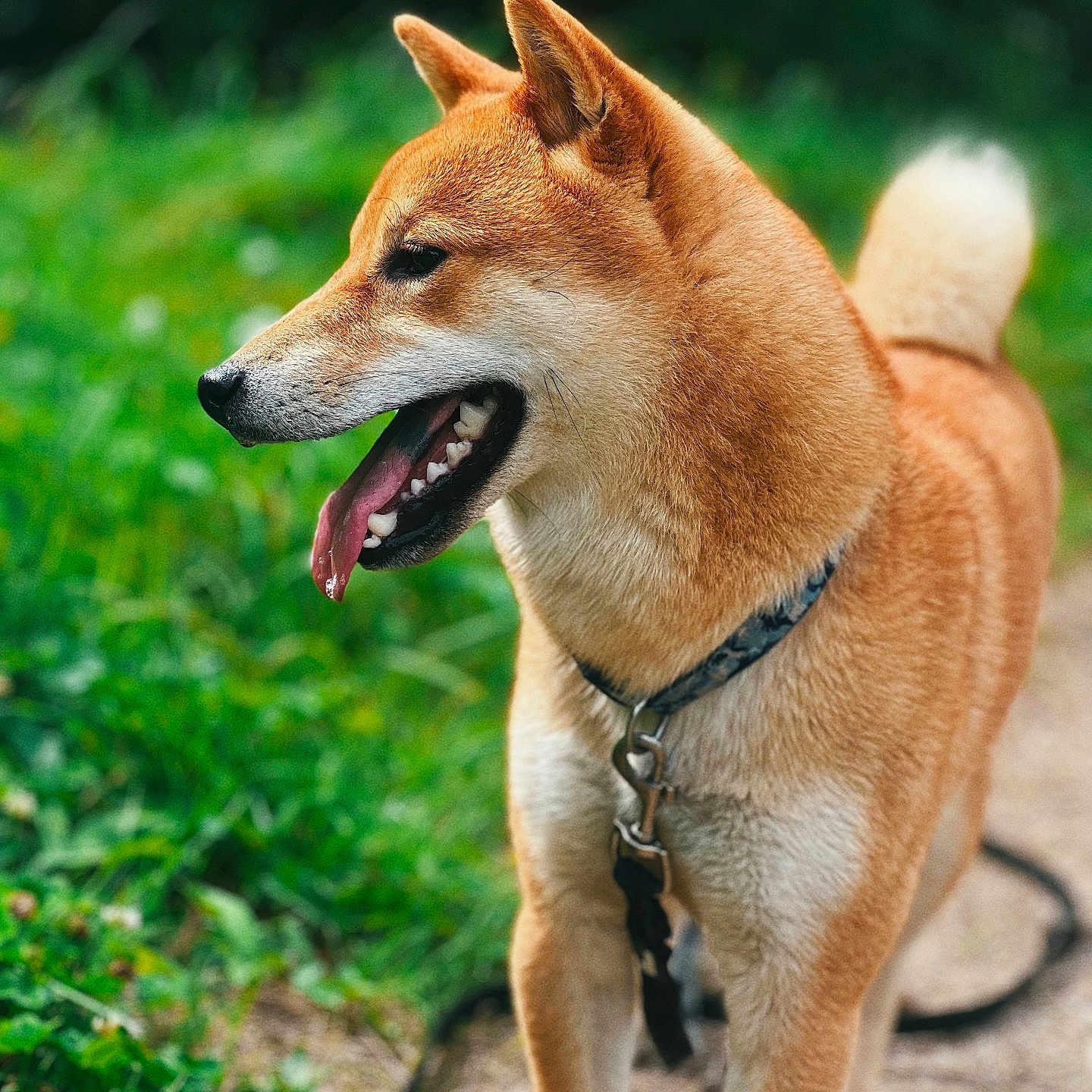 Yuki a rejoint le concours — aidez-le/la à gagner de superbes lots ! accessories, animal, bodypart, canine, dog, goldenretriever, grass, harness, hound, husky, leash, mouth, person, pet, plant, puppy, redwolf, strap, tongue, whitedog