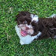 Lumi joined the competition — help win amazing prizes! dog, pet, small_dog, grass, lawn, happy, tongue_out, looking_up, outdoor, fur, brown_and_white, smiling, close_up, portrait, playful, owner_foot, shoe, casual, daylight, standing