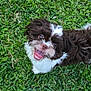 dog, pet, small_dog, grass, lawn, happy, tongue_out, looking_up, outdoor, fur, brown_and_white, smiling, close_up, portrait, playful, owner_foot, shoe, casual, daylight, standing