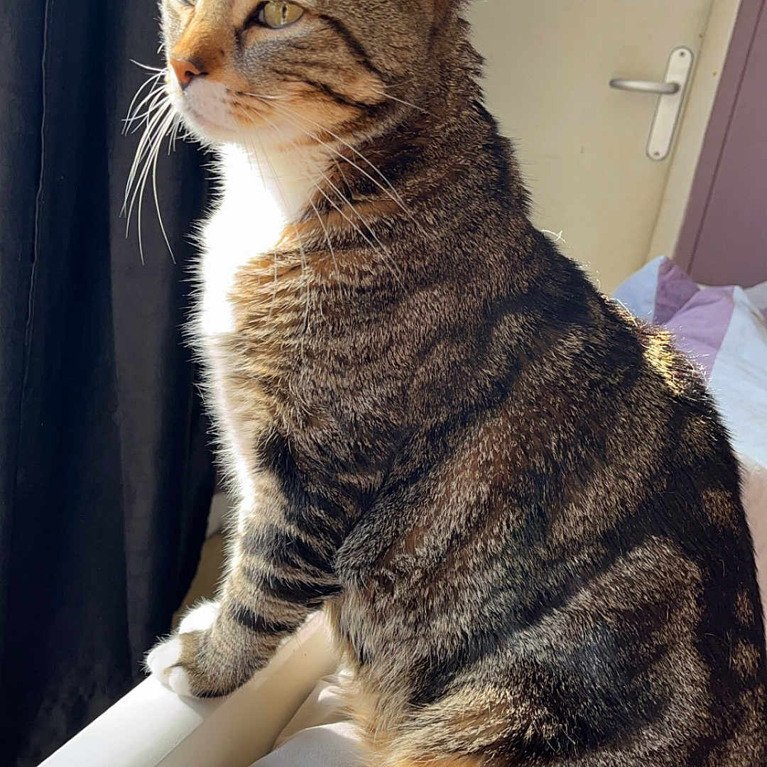 Minouche participe au concours pour gagner de l'argent avec cette photo : animal, bed, blanket, cat, curtain, cute, domestic, feline, fur, household, indoor, pet, portrait, resting, side_view, striped, sunlight, tabby, whiskers, window