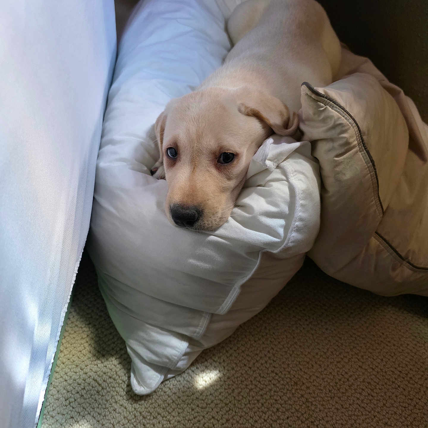 Daisy is registered to the contest to win money with this photo: animal, bedroom, calm, carpet, comfort, cozy, cute, dog, domestic, fur, indoor, light, pet, puppy, resting, shadow, sleepy, soft, white_pillow, young_dog