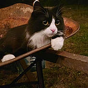 Kitty Wiggles is registered to the contest to win money with this photo: cat, black_and_white, wheelbarrow, night, outdoor, grass, animal, pet, whiskers, curious, paws, rusty, metal, closeup, feline, eyes, quiet, nature, domestic, relaxed