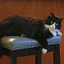 Kitty Wiggles joined the competition — help win amazing prizes! cat, black_and_white, fluffy, stool, furniture, indoor, wooden_background, pet, relaxed, animal, whiskers, padded_seat, four_legs, fur, domestic_cat, curious, sitting, resting, wide_eyes, paw
