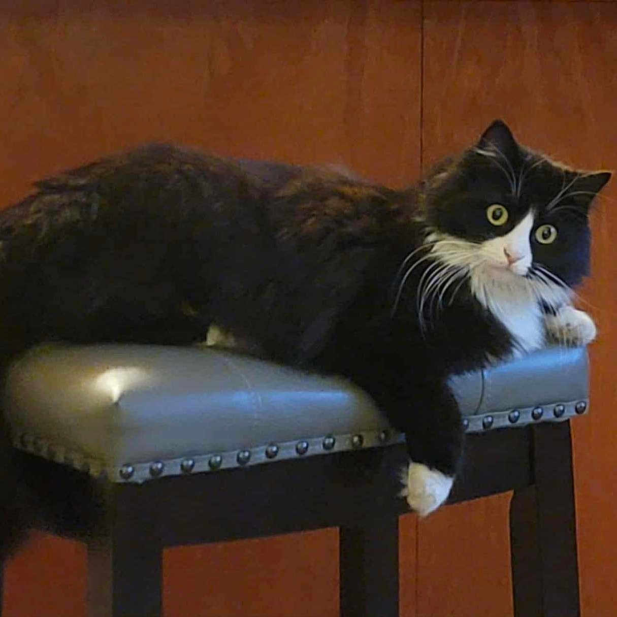Kitty Wiggles joined the competition — help win amazing prizes! animal, black_and_white, cat, curious, domestic_cat, fluffy, four_legs, fur, furniture, indoor, padded_seat, paw, pet, relaxed, resting, sitting, stool, whiskers, wide_eyes, wooden_background