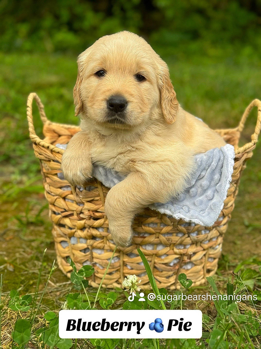 Blueberry Pie joined the competition — help win amazing prizes! canidae, carnivore, companion_dog, dog, dog_breed, fawn, font, grass, grassland, happy, mammal, people_in_nature, photo_caption, snout, soil, sporting_group, tail, terrestrial_animal, wildlife, wood