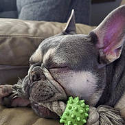 Jesko joined the competition — help win amazing prizes! dog, french_bulldog, sleeping, toy, green_toy, couch, leather_couch, pet, close_up, indoor, resting, cute, calm, animal, paw, ear, snout, fur, domestic_animal, relaxation