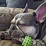 dog, french_bulldog, sleeping, toy, green_toy, couch, leather_couch, pet, close_up, indoor, resting, cute, calm, animal, paw, ear, snout, fur, domestic_animal, relaxation
