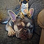 Jesko joined the competition — help win amazing prizes! dog, french_bulldog, stuffed_animal, toy, couch, gray, pet, sleepy, animal, indoor, relaxed, ears, face, paw, texture, closeup, cute, resting, companion, soft