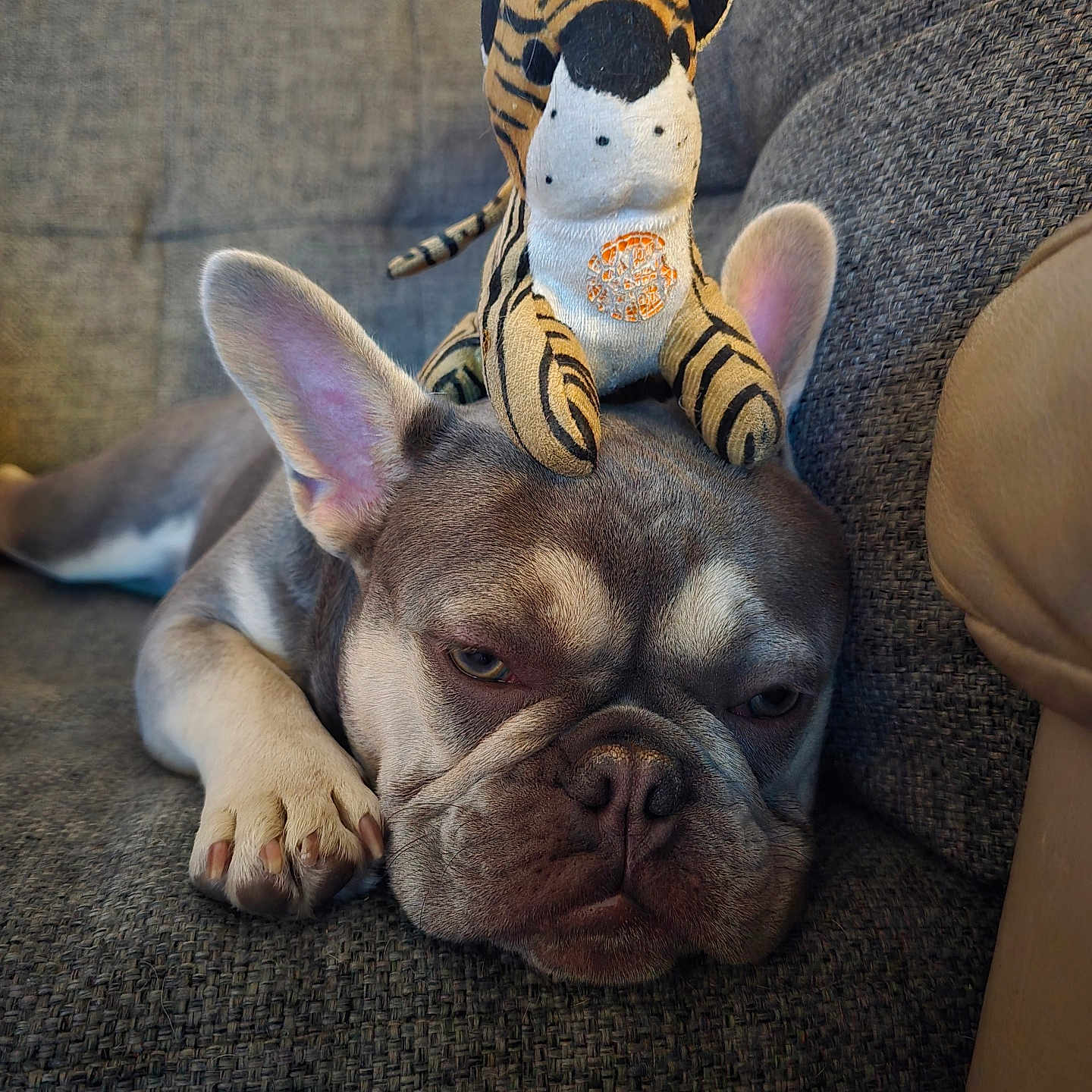 Jesko joined the competition — help win amazing prizes! animal, closeup, companion, couch, cute, dog, ears, face, french_bulldog, gray, indoor, paw, pet, relaxed, resting, sleepy, soft, stuffed_animal, texture, toy