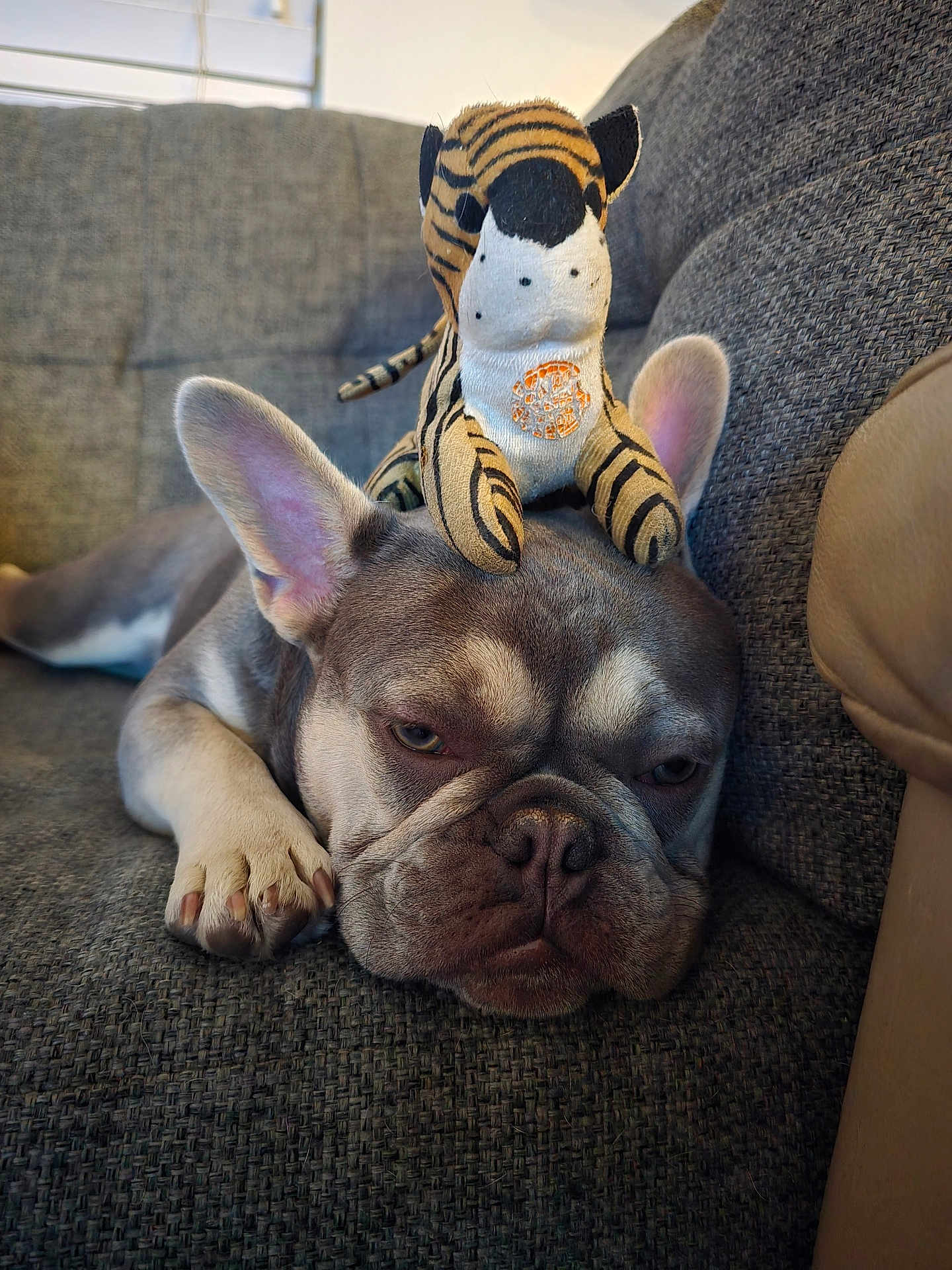 Jesko joined the competition — help win amazing prizes! dog, french_bulldog, stuffed_animal, toy, couch, gray, pet, sleepy, animal, indoor, relaxed, ears, face, paw, texture, closeup, cute, resting, companion, soft
