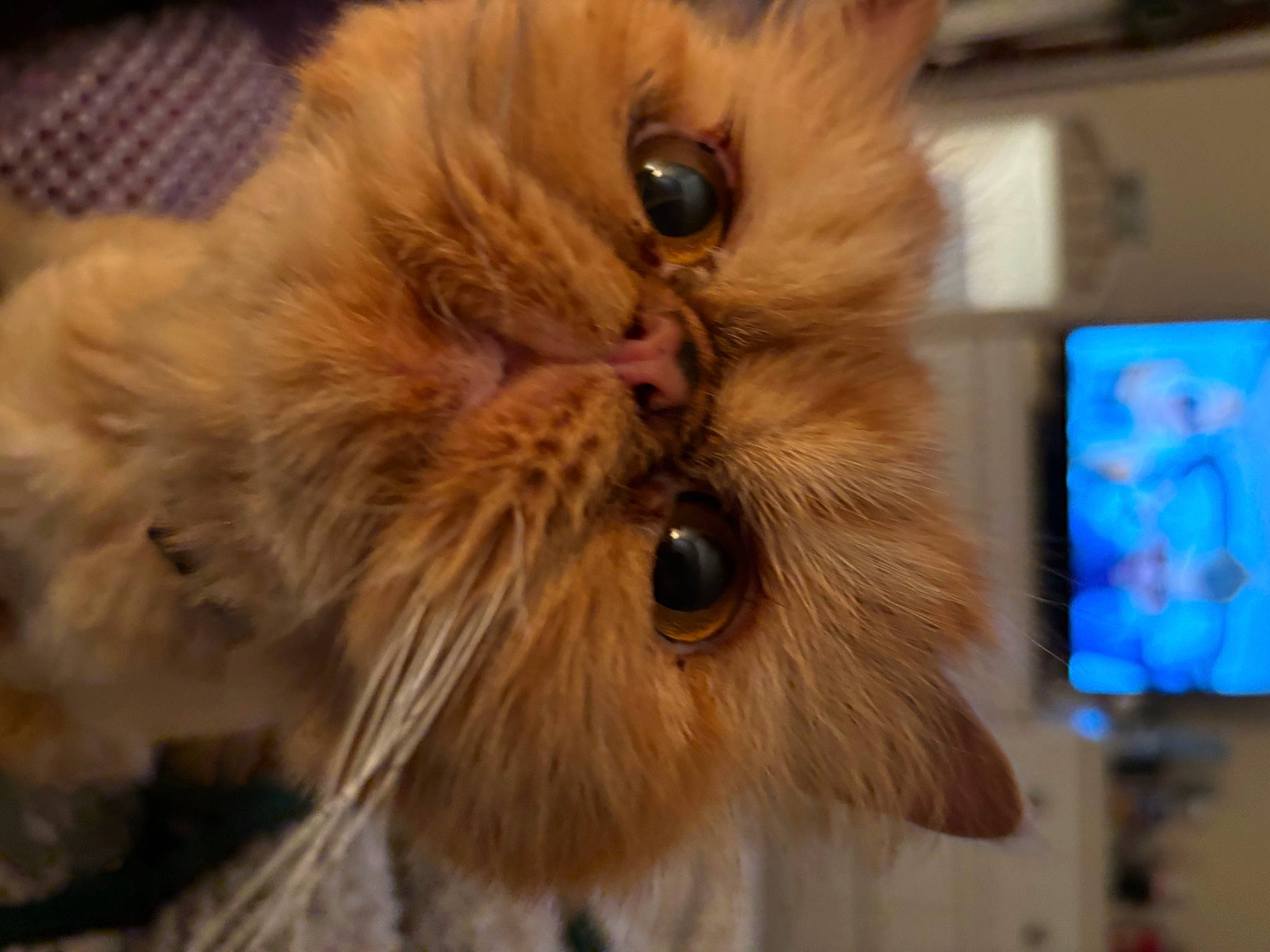 Pumpkin is registered to the contest to win money with this photo: british_longhair, carnivore, cat, claw, comfort, companion_dog, ear, eye, fawn, felidae, fur, hair, head, iris, liver, persian, small_to_medium_sized_cats, snout, terrestrial_animal, whiskers