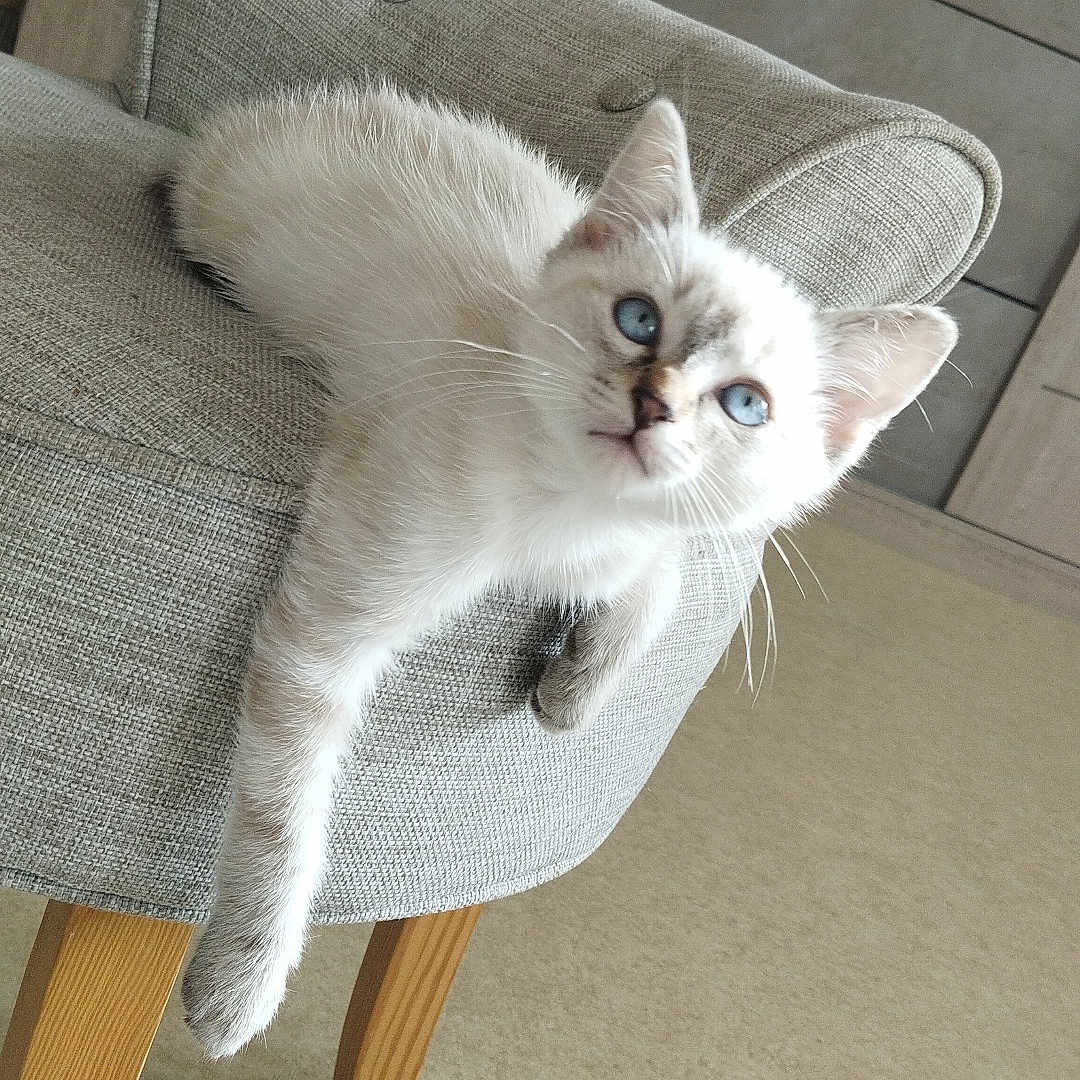 Snow participe au concours pour gagner de l'argent avec cette photo : abyssinian, angora, animal, architecture, armchair, building, cat, chair, couch, cushion, furniture, homedecor, indoors, kitten, linen, manx, pet, plywood, siamese, wood