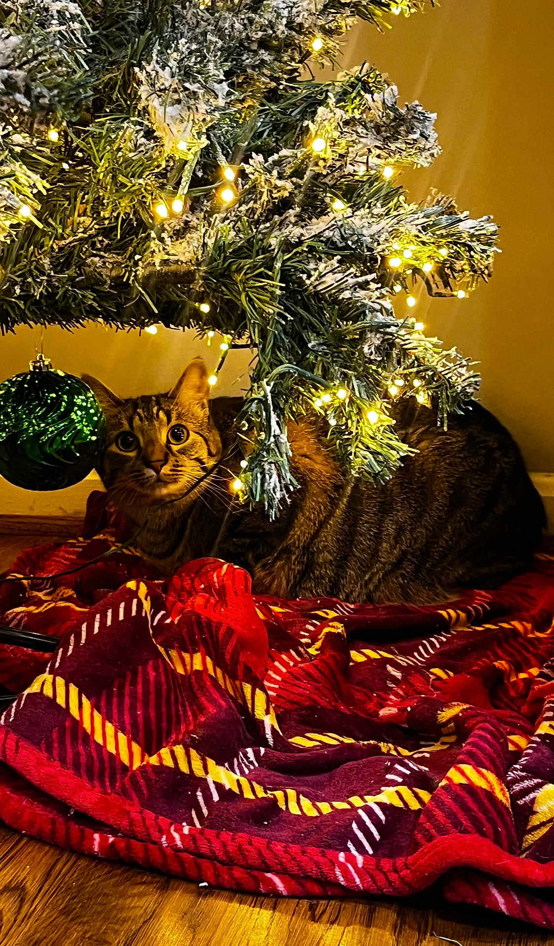 Marco joined the competition — help win amazing prizes! cat, tabby_cat, christmas_tree, ornament, lights, blanket, red_blanket, yellow_stripes, wood_floor, indoor, festive, holiday, decorations, curious, animal, pet, feline, cozy, warm_lighting, home