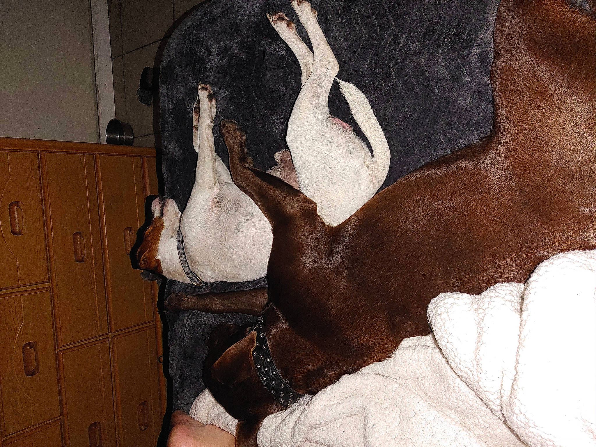 Jake is registered to the contest to win money with this photo: abdomen, cabinetry, canidae, carnivore, comfort, companion_dog, dog, dog_breed, door, elbow, fawn, foot, fur, hardwood, human_leg, knee, linens, sporting_group, tail, thigh