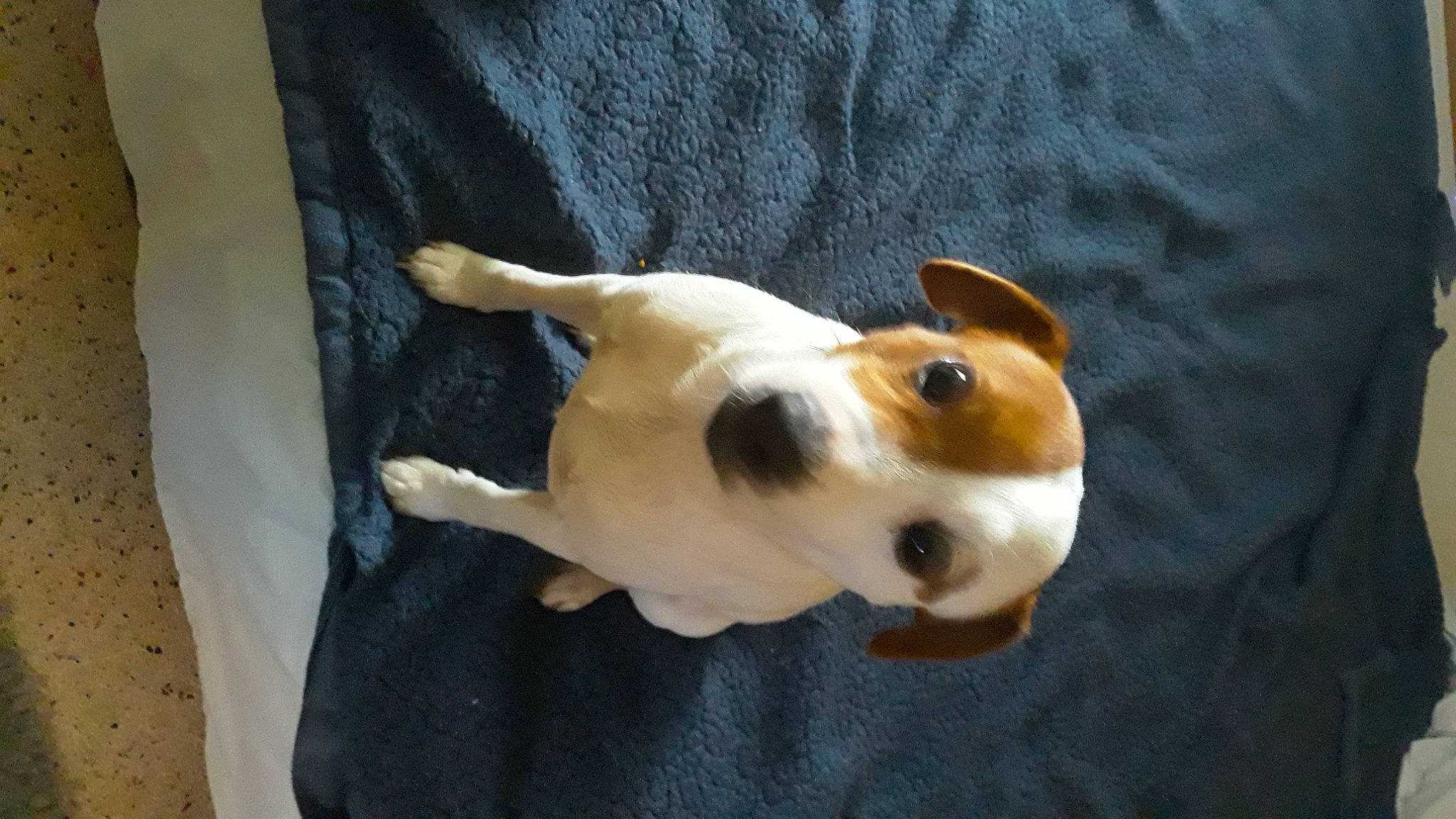 Jake joined the competition — help win amazing prizes! canidae, carnivore, collar, comfort, companion_dog, dog, dog_breed, dog_supply, ear, fawn, paw, pet_supply, snout, sporting_group, stuffed_toy, tail, terrestrial_animal, toy, whiskers, working_animal