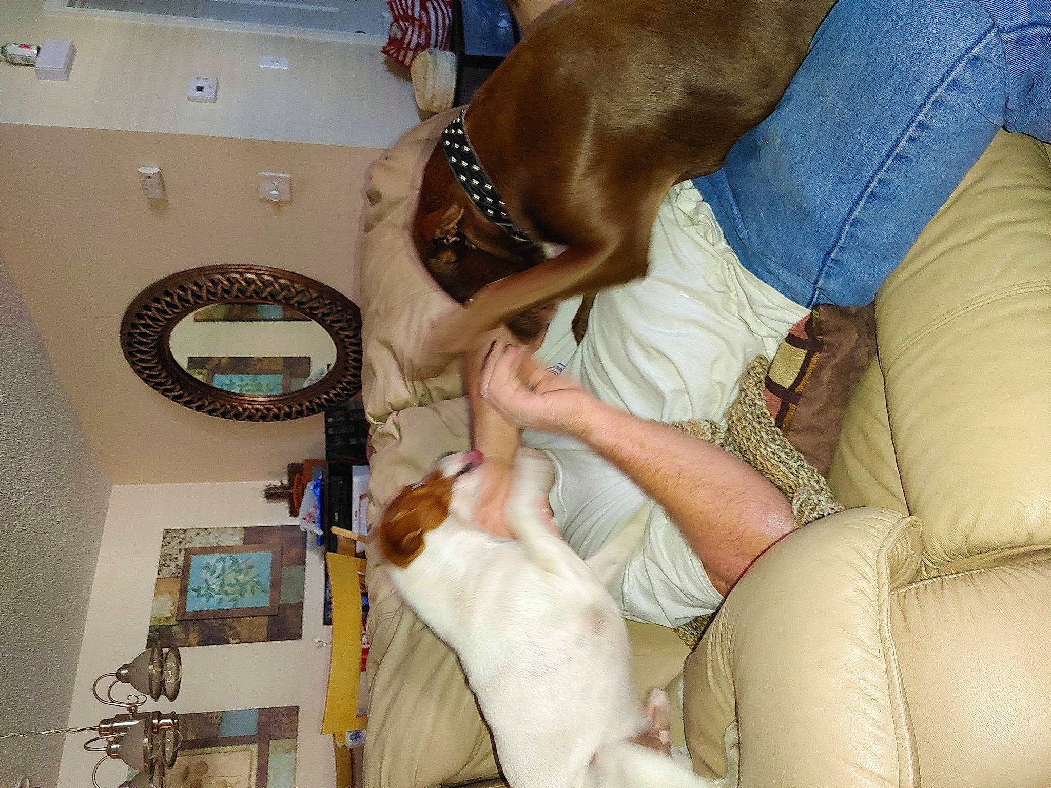 Jake is registered to the contest to win money with this photo: bracelet, carnivore, cat, collar, comfort, companion_dog, dog, dog_breed, dog_collar, ear, elbow, eyelash, fashion_accessory, fawn, human_leg, nail, pet_supply, thigh, veterinarian, wrist