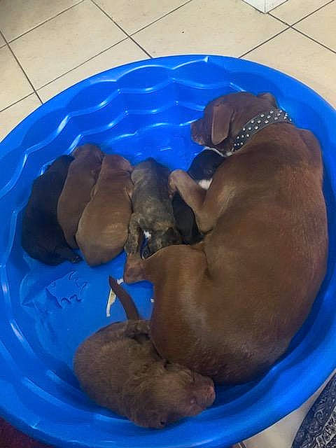 Luci is registered to the contest to win money with this photo: blue, carnivore, comfort, dog, dog_breed, electric_blue, fawn, liver, marine_mammal, pet_supply, snout, sporting_group, tail, terrestrial_animal, working_animal