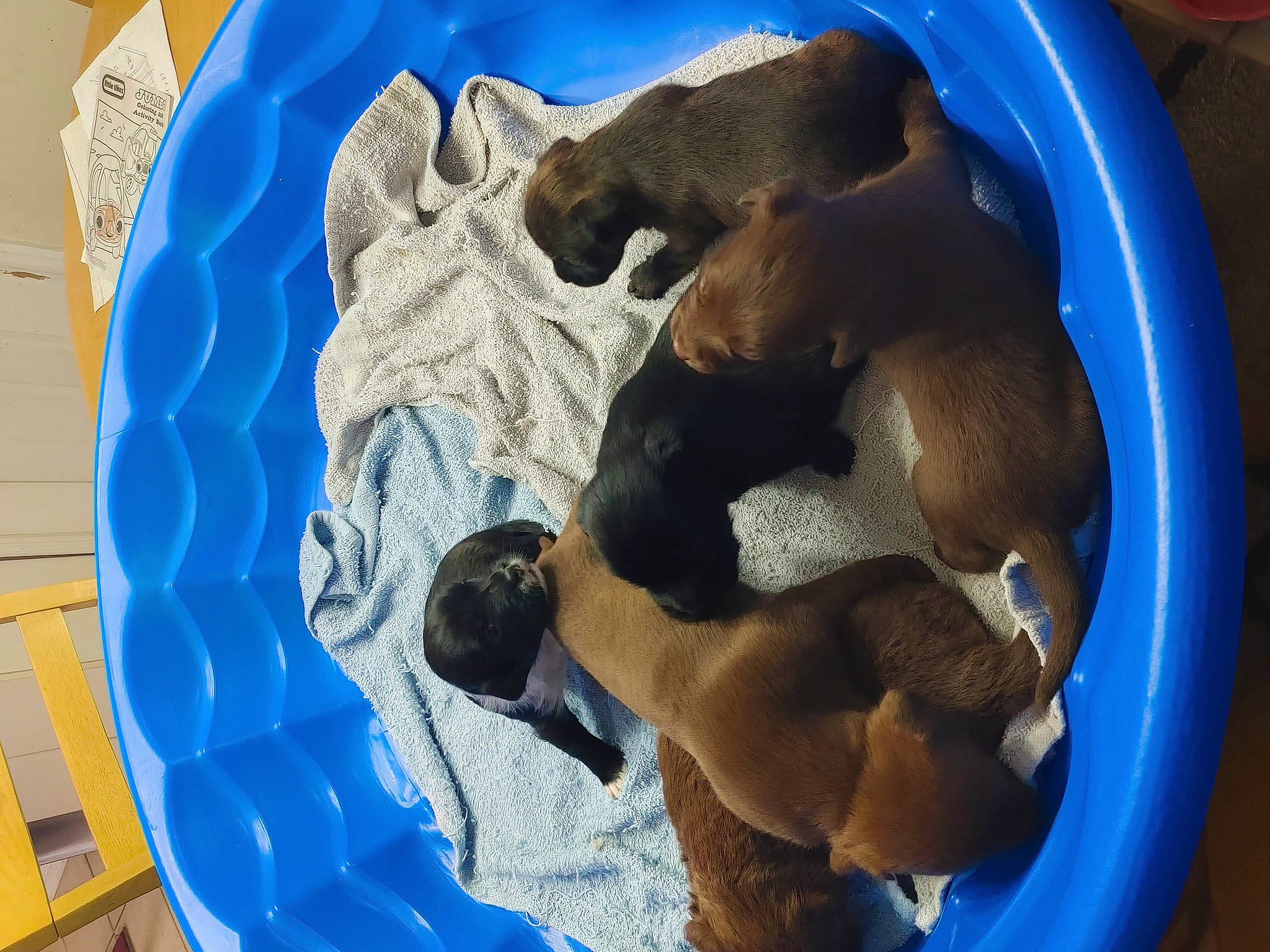 Luci is registered to the contest to win money with this photo: art, blue, canidae, carnivore, circle, companion_dog, dog, dog_breed, electric_blue, fawn, fun, jaw, leisure, sporting_group, stuffed_toy, sunglasses, vertebrate, visual_arts, working_animal, world