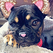 Coco is registered to the contest to win money with this photo: dog, close_up, paw, blanket, car_interior, window, filter, pink_ears, pink_nose, sparkly, resting, cute, pet, animal, furry, black_and_tan, nose, eyes, cozy, indoor