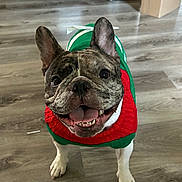 Akeno joined the competition — help win amazing prizes! dog, french_bulldog, pet, smiling, indoor, floor, wooden_floor, clothing, sweater, green, red, animal, cute, tongue_out, happy, ears_up, close_up, standing, looking_up, domestic