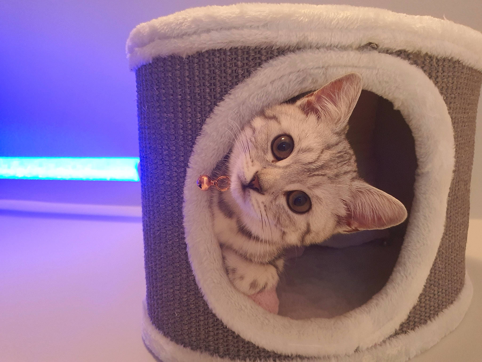 Kiara is registered to the contest to win money with this photo: carnivore, cat, cat_bed, cat_supply, cup, domestic_short_haired_cat, drinkware, electric_blue, fashion_accessory, fawn, felidae, fur, linens, paw, small_to_medium_sized_cats, snout, tail, thread, whiskers, wool