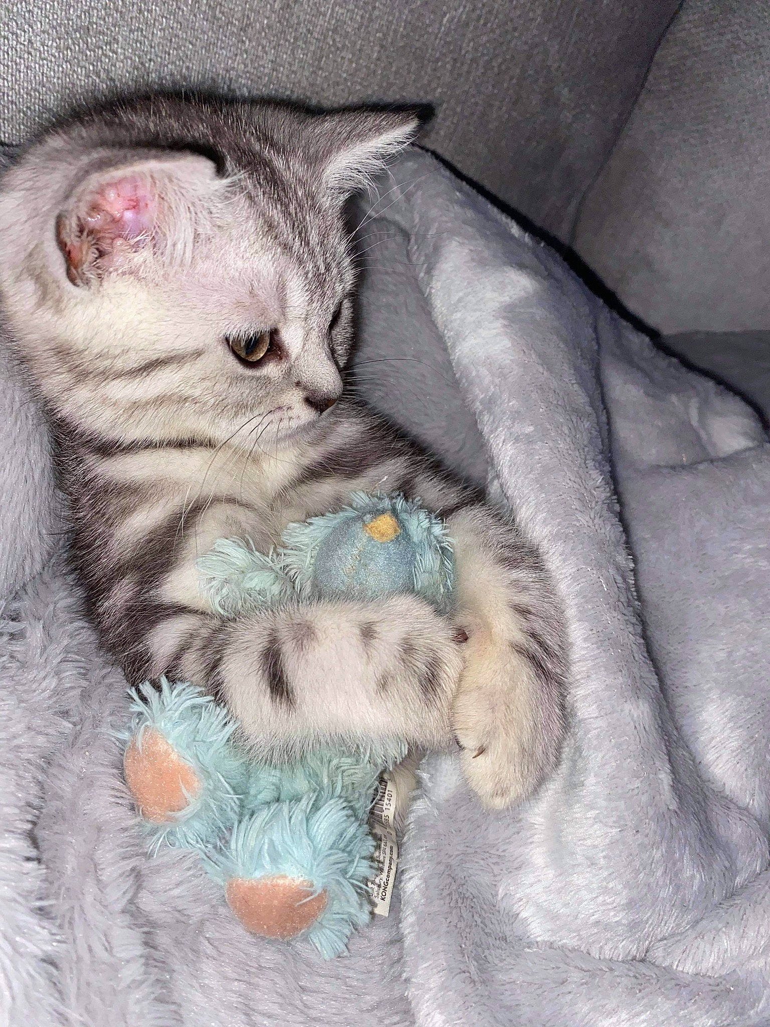 Kiara joined the competition — help win amazing prizes! carnivore, cat, cat_bed, cat_toy, claw, comfort, couch, domestic_short_haired_cat, fawn, felidae, fur, grey, leg, paw, plant, small_to_medium_sized_cats, snout, tail, textile, whiskers