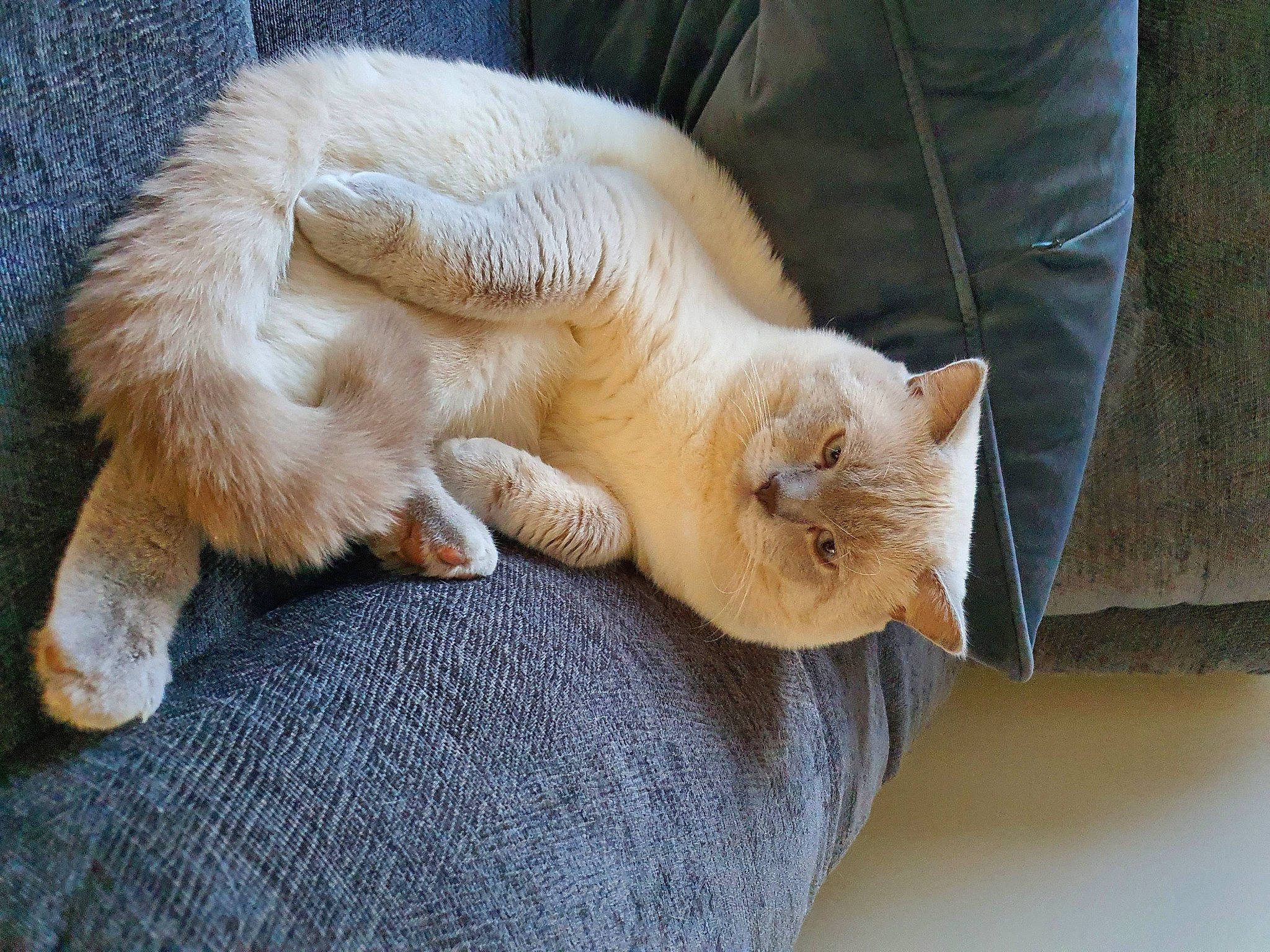 Stitch is registered to the contest to win money with this photo: balinese, canidae, carnivore, cat, claw, comfort, companion_dog, dog_breed, domestic_short_haired_cat, fawn, felidae, fur, hardwood, nap, paw, small_to_medium_sized_cats, snout, tail, whiskers, wood