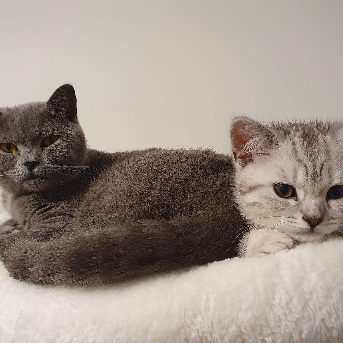 Blu joined the competition — help win amazing prizes! art, black_cat, carnivore, cat, cat_supply, claw, comfort, domestic_short_haired_cat, felidae, fur, grey, illustration, paw, photo_caption, sitting, small_to_medium_sized_cats, snout, tail, terrestrial_animal, whiskers